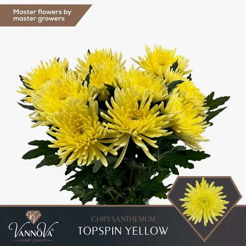 Chr G Topspin Yellow 70 cm
