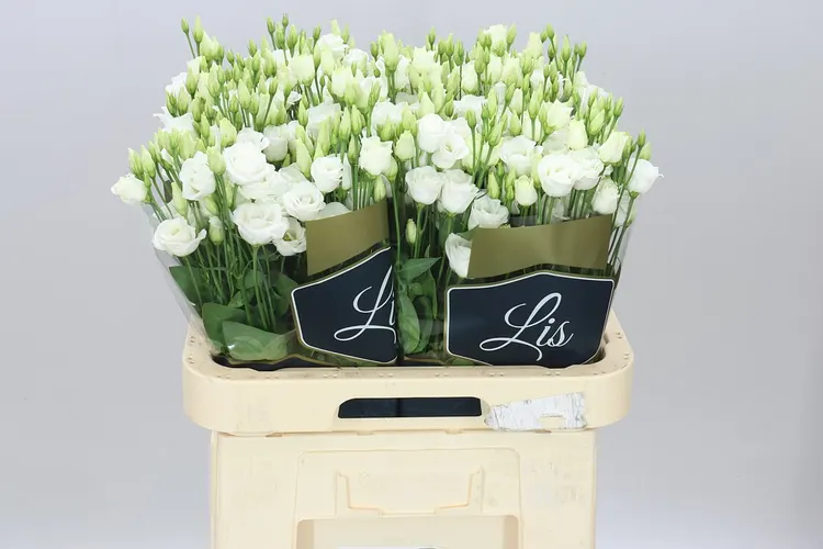 Eust Du Rosita White 70 cm