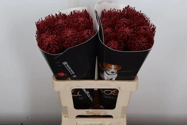Nutan Wx Bordeaux 60 cm