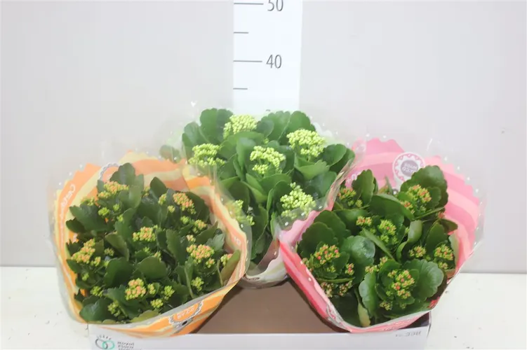 Kalanchoe Calandiva mix črepník 23 cm