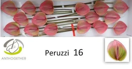 Anth Peruzzi