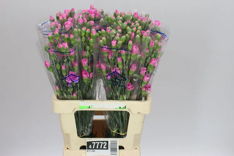 Di Tr Lilac 65 cm