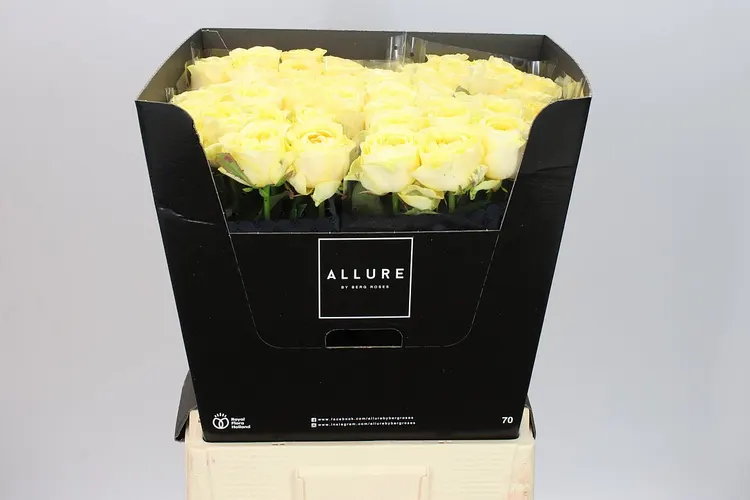 Rosa Gr Buttercup Allure 70 cm