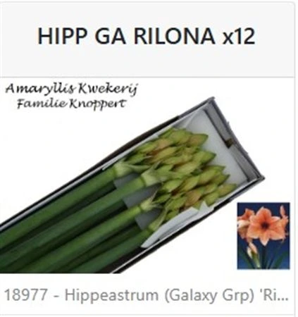 Amarylis Rilona 80 cm