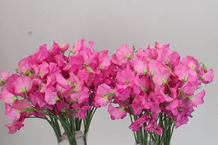 Lathyrus Rose (hot Pink) 40 cm
