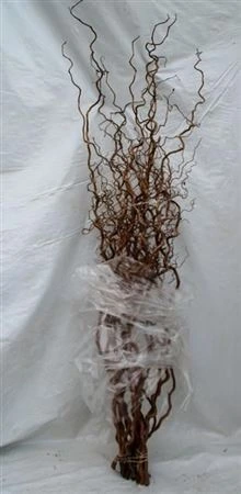 Corylus 150 cm