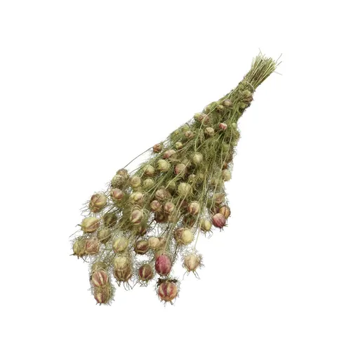Sušený kvet Nigella hnedá 60 cm