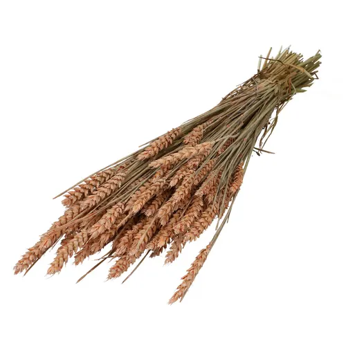 Sušený kvet Wheat 60- lososová 70 cm