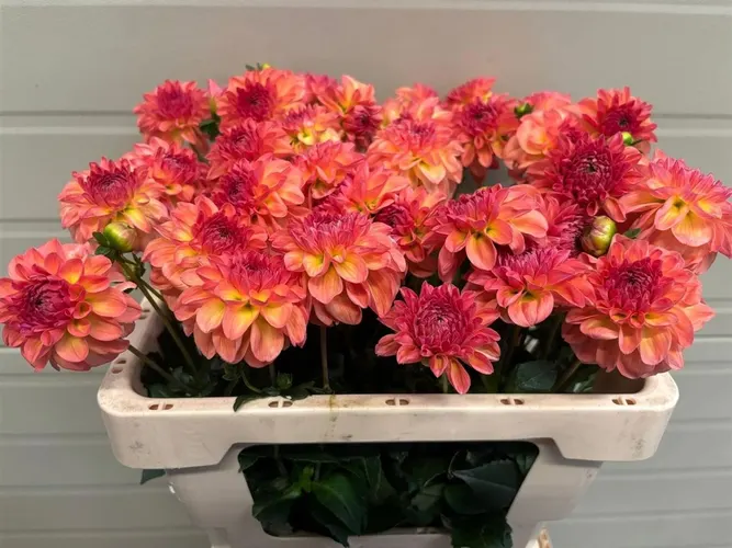 Georgína Chanel 50 cm