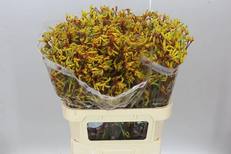 Anigozanthos Gold Fever 80 cm