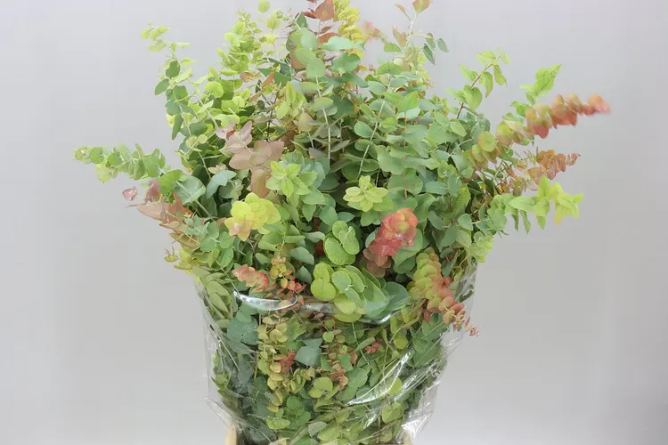 Eukalyptus Stuartiana 70 cm