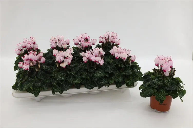 Cyclamen Kl Victoria črepník 10 cm