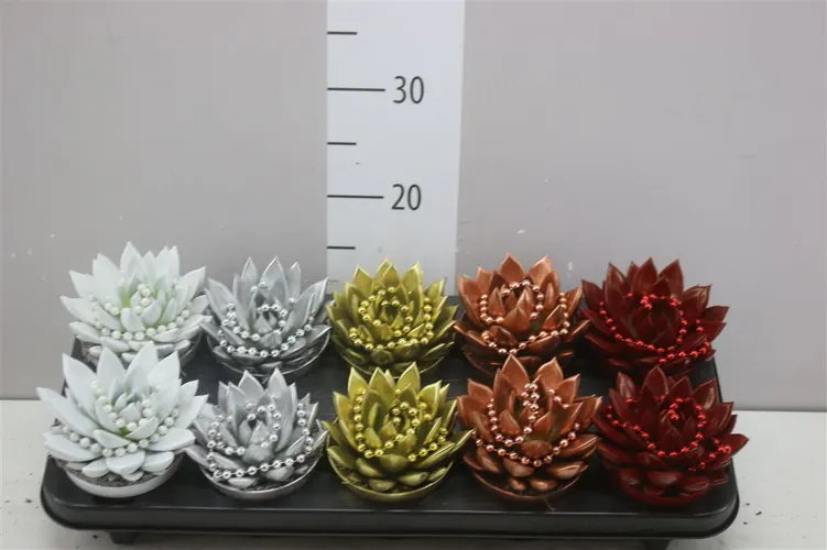 Echeveria X Mas mix + Chain črepník 10,5 cm