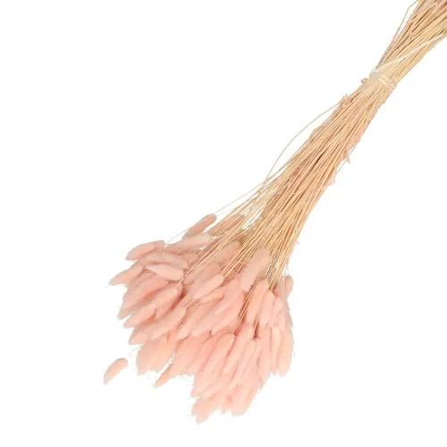 Sušený kvet Lagurus ružová 65 cm