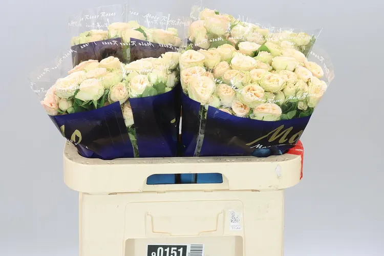 Rosa Tr Gen Trendsetter 60 cm