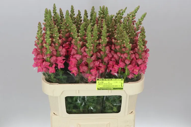Papuľka Pink Dark 80 cm