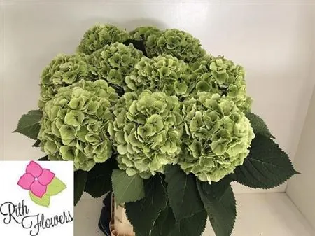 Hortenzia Verena Green Classic 80 cm