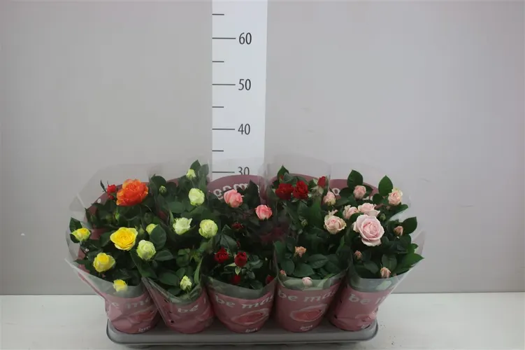 Ruža črepníková Beau Monde mix črepník 12 cm