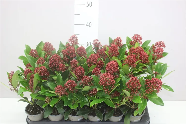 Skimmia Rubella 3+ črepník 9 cm