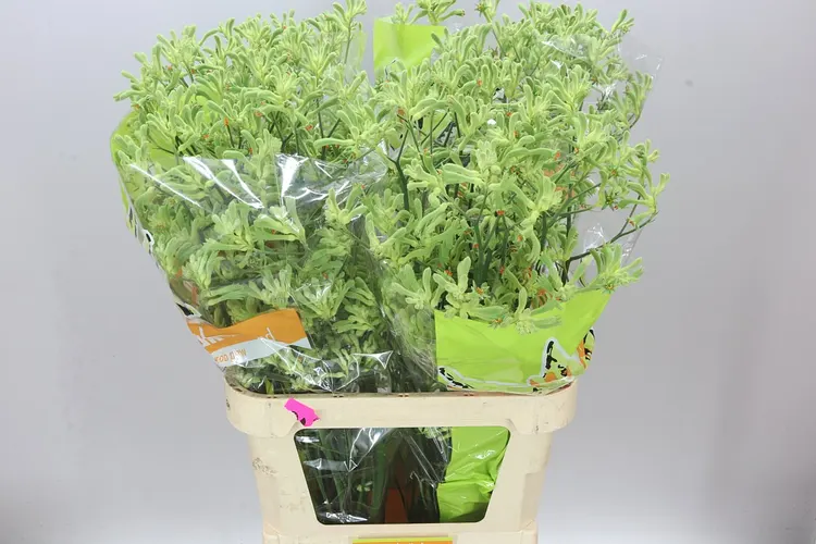 Anigozanthos Green 100 cm