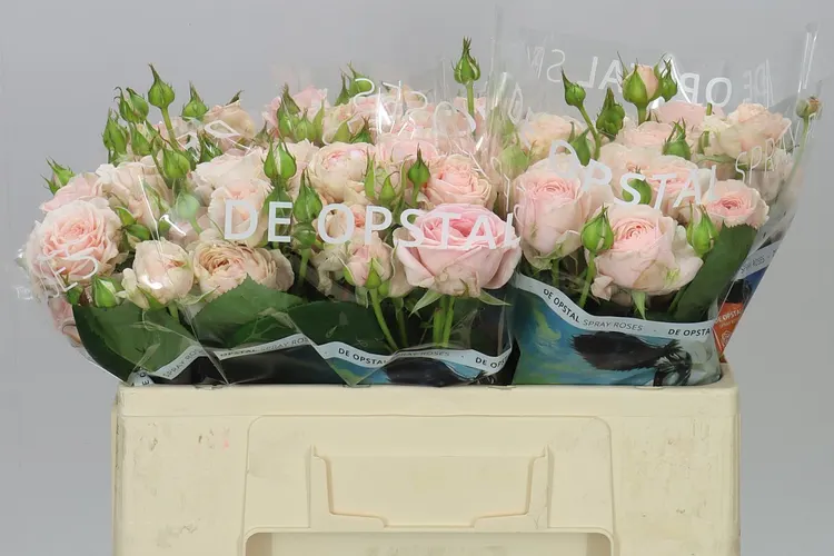 Rosa Tr Love Me Fatal Attraction 50 cm