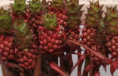Ananas Nina Small 40 cm