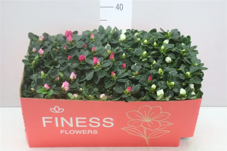 Azalka mix črepník 12 cm