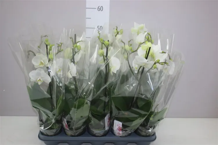 Orchidea Phalaenopsis Boho Love biela, 1 výhon črepník 12 cm