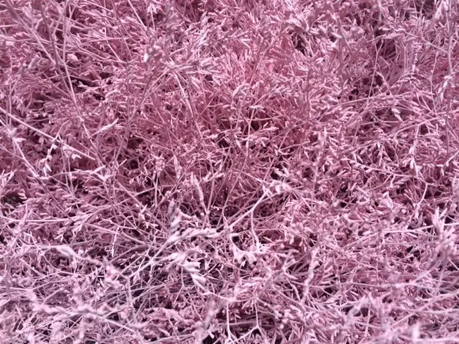 Lim Beltaard Light Pink 80 cm