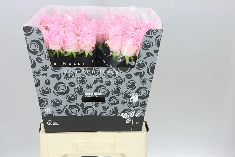 Rosa Gr Zaina! 70 cm