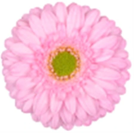 Germini Myla 45 cm