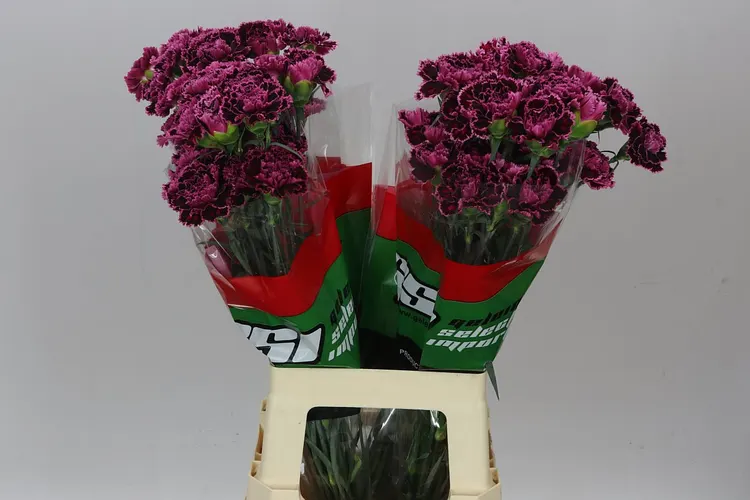 Karafiát Nobbio Burgundy 70 cm