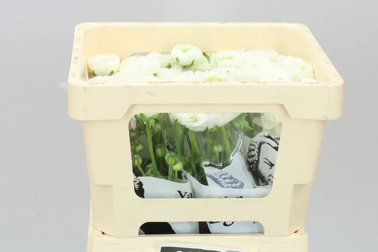 Ranunculus White 42 cm