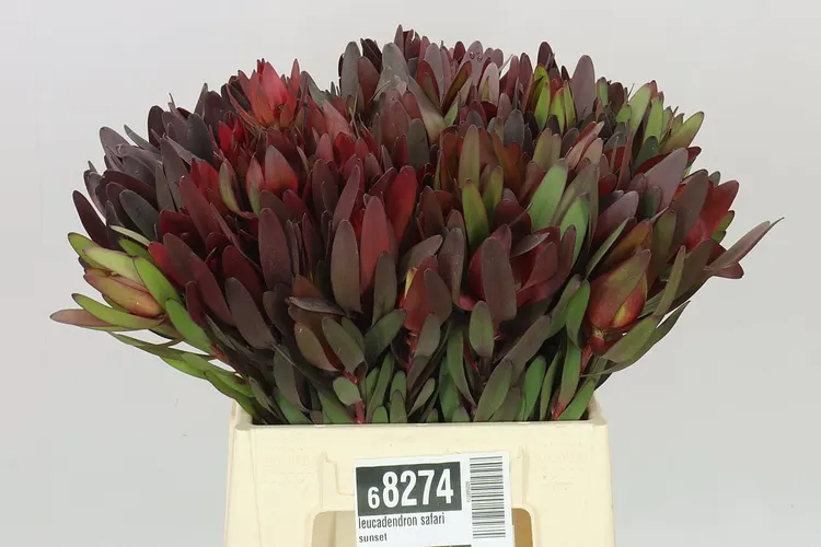 Leucadendron Safari Sunset 40 cm