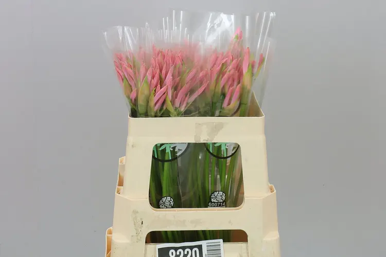 Nerine Bo Vesta K 50 cm
