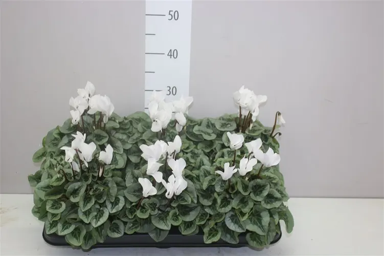 Cyklámen Super Rembrand biely črepník 12 cm