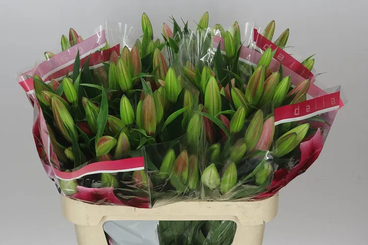 Lil Or Dalian 90 cm