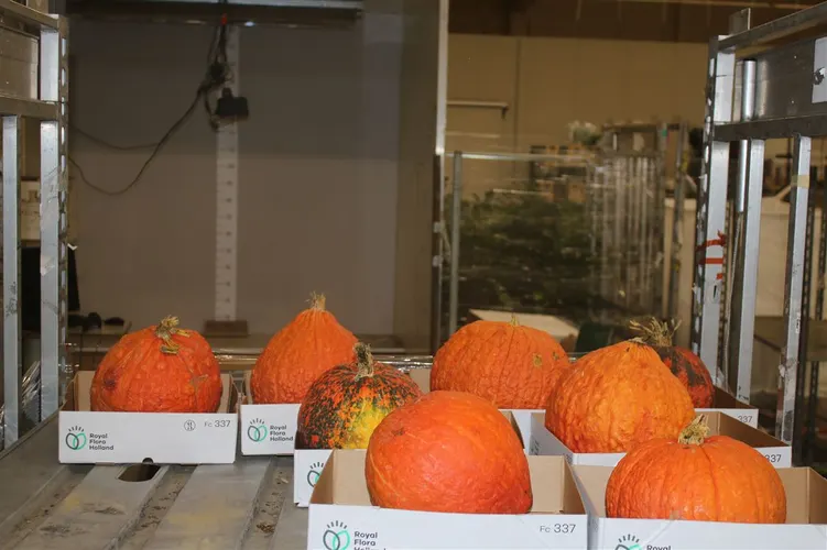 Cucurbita Overig
