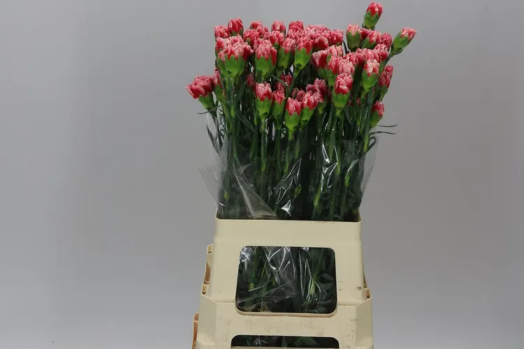 Di St Cheerio 70 cm