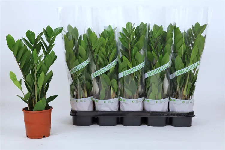 Zamioculcas 4+ črepník 12 cm