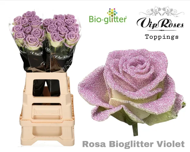 R Gr Bio Glitter Violet X20 70 cm