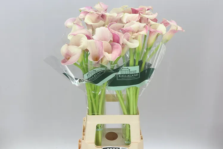 Zant Blushing Lady 80 cm