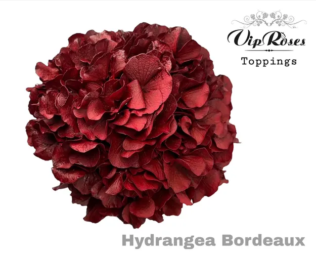 Hortenzia Bordeaux 60cm 60 cm
