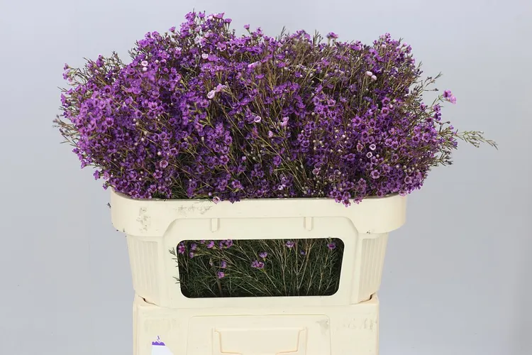 Chame Wax Purple 70 cm