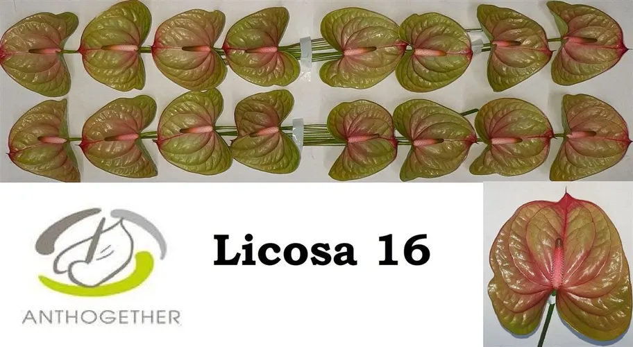 Antúrium Licosa