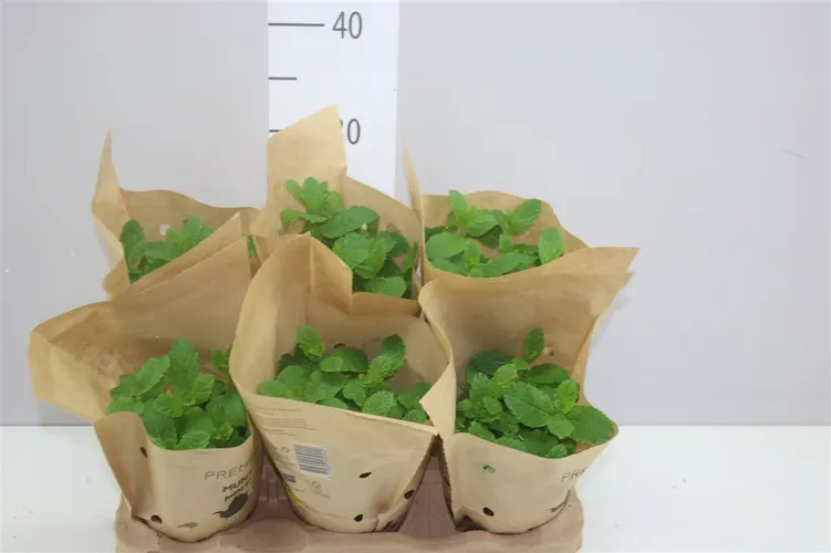Mentha črepník 12 cm