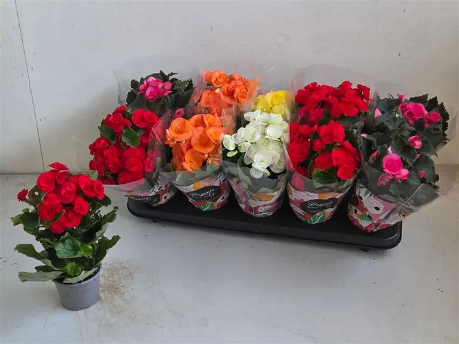 Begonia Du Gemengd črepník 9 cm