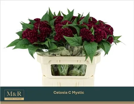 Celosia C Purple Mystic 72 cm