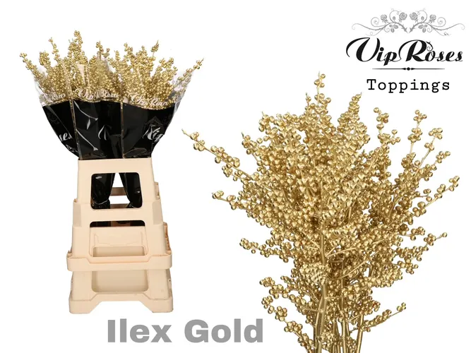Ilex Gold 80 Cm 80 cm
