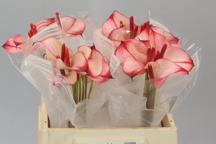 Ant Aqua Pr. Amalia Hot Lips 40 cm